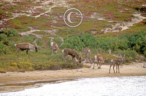 Canadian Barren Ground Caribou  DM0102